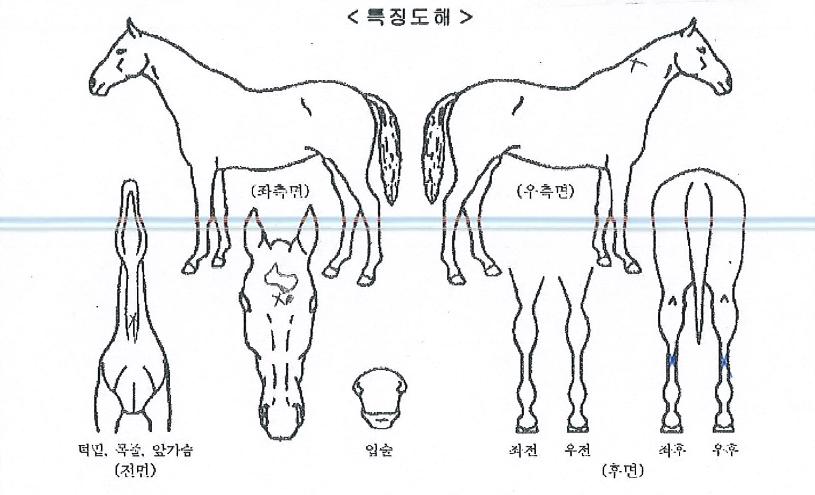 ������ ����,���,�޸�,�λ�,�ٸ��� Ư¡����