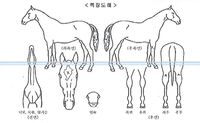 ¼¨µµÇåÅÍÀÇ Ãø¸é,¿ì¸é,µÞ¸é,µÎ»ó,´Ù¸®ÀÇ Æ¯Â¡µµÇØ