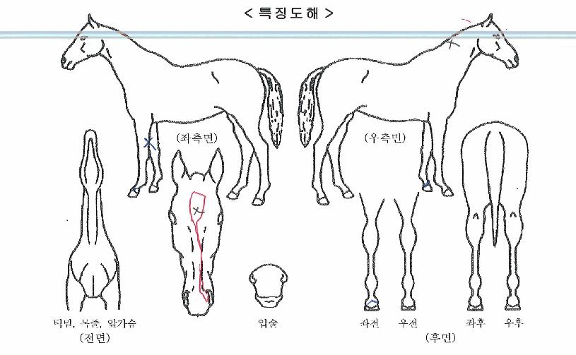 ��Ʈ���ġ�� ����,���,�޸�,�λ�,�ٸ��� Ư¡����