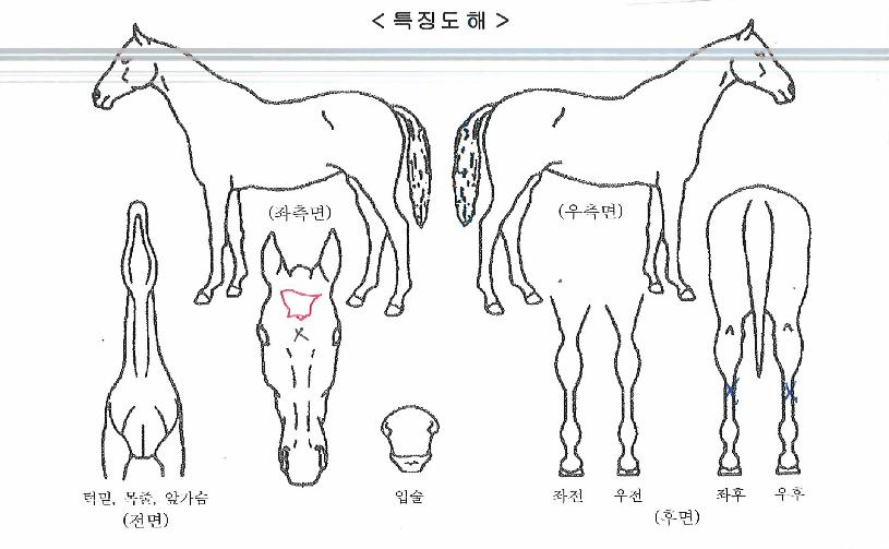 ����Ʈ�Ŀ��� ����,���,�޸�,�λ�,�ٸ��� Ư¡����