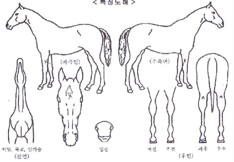 ���Ÿ�� ����,���,�޸�,�λ�,�ٸ��� Ư¡����