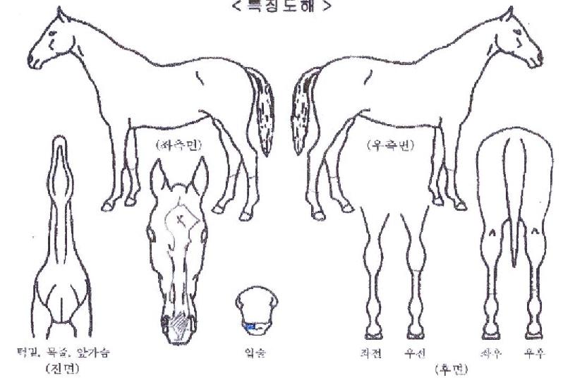 ºñÄÉÀ̸¶·ÐÀÇ Ãø¸é,¿ì¸é,µÞ¸é,µÎ»ó,´Ù¸®ÀÇ Æ¯Â¡µµÇØ