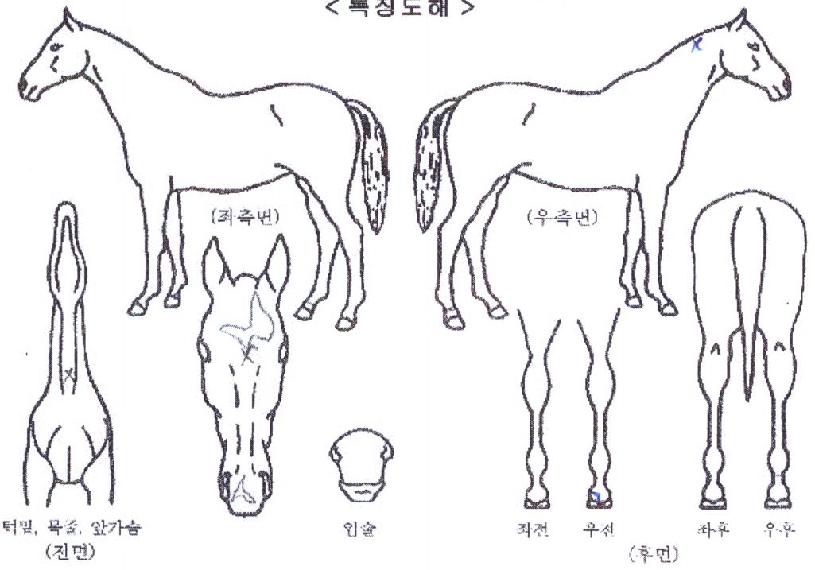 ���������� ����,���,�޸�,�λ�,�ٸ��� Ư¡����