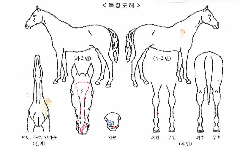 ÆÛÁöÅ·ÀÇ Ãø¸é,¿ì¸é,µÞ¸é,µÎ»ó,´Ù¸®ÀÇ Æ¯Â¡µµÇØ