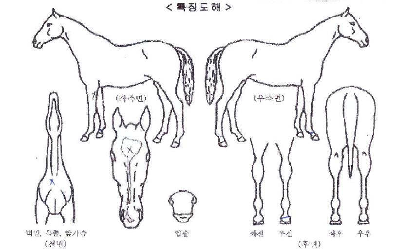 ¿µ±¤ÀÇ·ÎÁîÀÇ Ãø¸é,¿ì¸é,µÞ¸é,µÎ»ó,´Ù¸®ÀÇ Æ¯Â¡µµÇØ