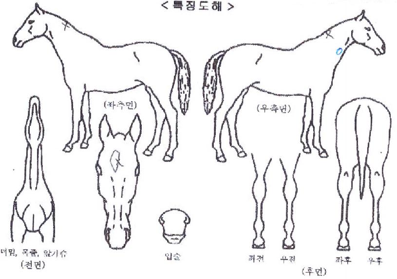 ���ī���� ����,���,�޸�,�λ�,�ٸ��� Ư¡����