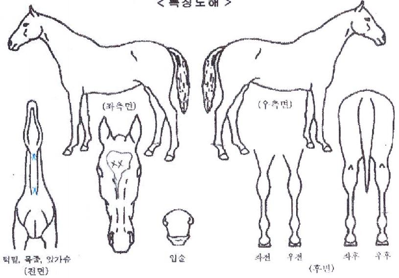 ¹éÅõ´õ·¹À̵ðÀÇ Ãø¸é,¿ì¸é,µÞ¸é,µÎ»ó,´Ù¸®ÀÇ Æ¯Â¡µµÇØ