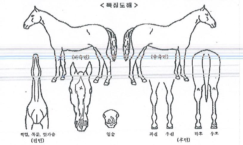 �Ҿ簭�Ѱ��� ����,���,�޸�,�λ�,�ٸ��� Ư¡����