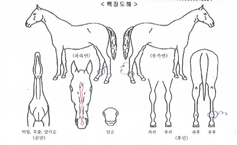 ¹Ì½ºÅÍÆÄ¿öÀÇ Ãø¸é,¿ì¸é,µÞ¸é,µÎ»ó,´Ù¸®ÀÇ Æ¯Â¡µµÇØ