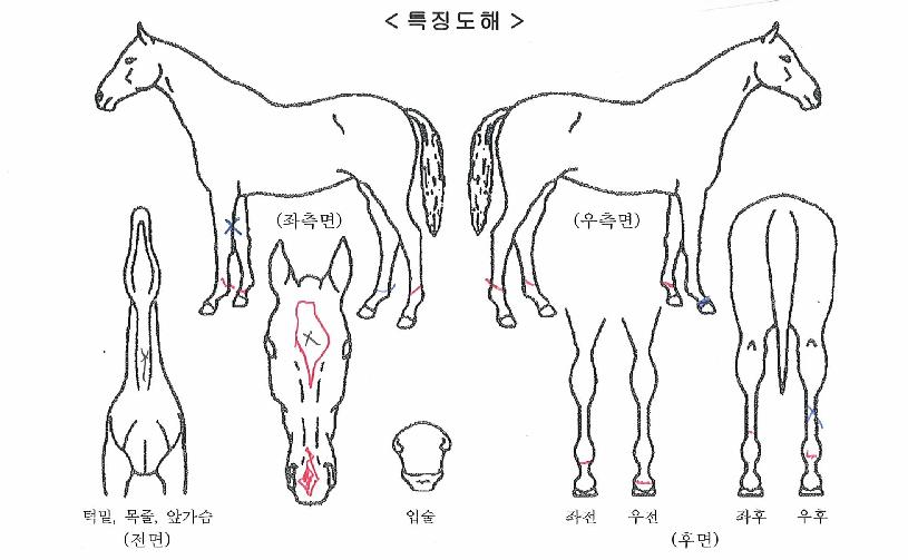 ¿Áõ½º³ªÀÌÆÛÀÇ Ãø¸é,¿ì¸é,µÞ¸é,µÎ»ó,´Ù¸®ÀÇ Æ¯Â¡µµÇØ
