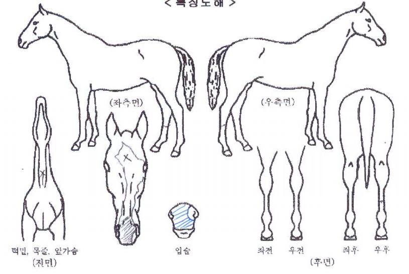 ½ºÇÁ¸´ÆÄÀÌÅÍÀÇ Ãø¸é,¿ì¸é,µÞ¸é,µÎ»ó,´Ù¸®ÀÇ Æ¯Â¡µµÇØ