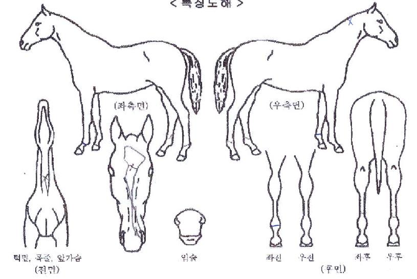 ´ëÈ£ÇÁ·¹µ¥ÅÍÀÇ Ãø¸é,¿ì¸é,µÞ¸é,µÎ»ó,´Ù¸®ÀÇ Æ¯Â¡µµÇØ