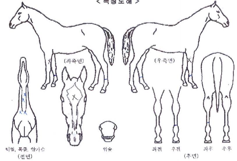 ºê·¹À̺귱ÀÇ Ãø¸é,¿ì¸é,µÞ¸é,µÎ»ó,´Ù¸®ÀÇ Æ¯Â¡µµÇØ