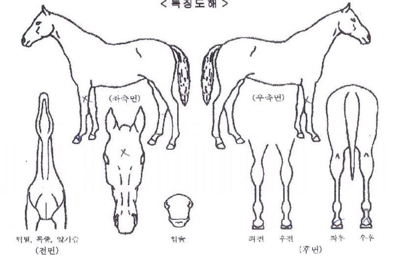 ¾Æ¶ó´©¸®ÀÇ Ãø¸é,¿ì¸é,µÞ¸é,µÎ»ó,´Ù¸®ÀÇ Æ¯Â¡µµÇØ