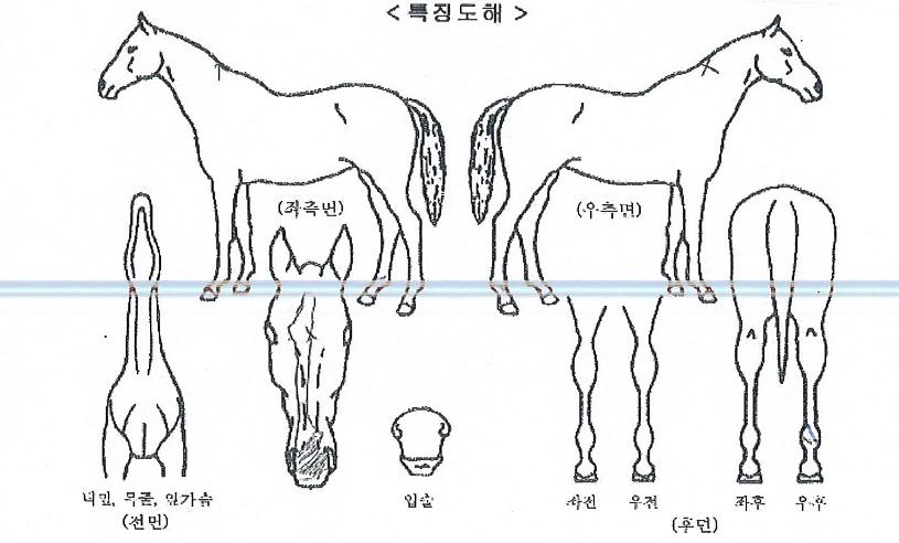 �۷ι������� ����,���,�޸�,�λ�,�ٸ��� Ư¡����