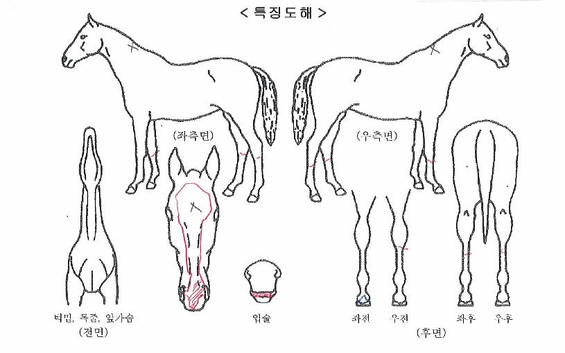 ���̾�Ʈ���� ����,���,�޸�,�λ�,�ٸ��� Ư¡����