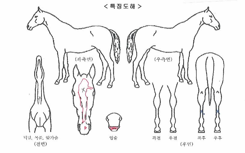 ���������� ����,���,�޸�,�λ�,�ٸ��� Ư¡����