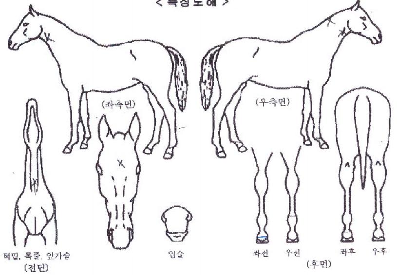 µð¹ÙÀÎÅ·´ýÀÇ Ãø¸é,¿ì¸é,µÞ¸é,µÎ»ó,´Ù¸®ÀÇ Æ¯Â¡µµÇØ