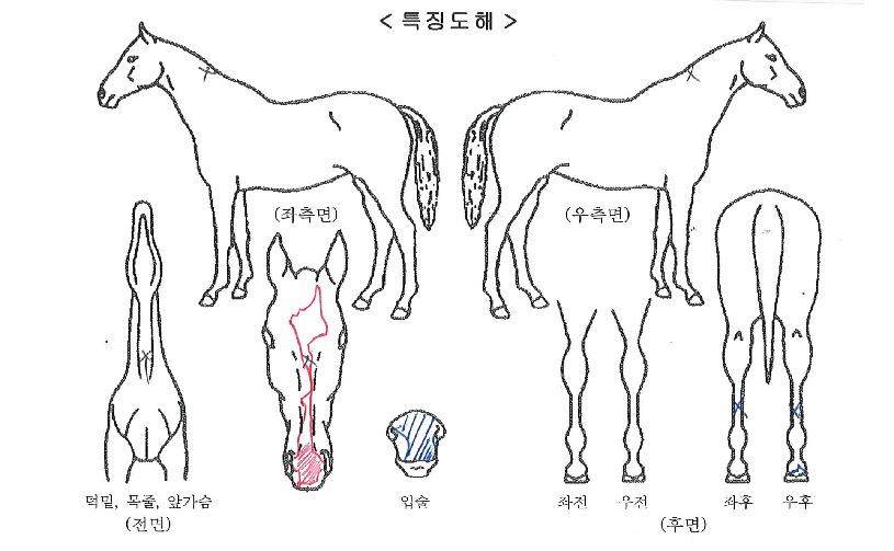 Á¦ÃàÀÌÈ£ÀÇ Ãø¸é,¿ì¸é,µÞ¸é,µÎ»ó,´Ù¸®ÀÇ Æ¯Â¡µµÇØ