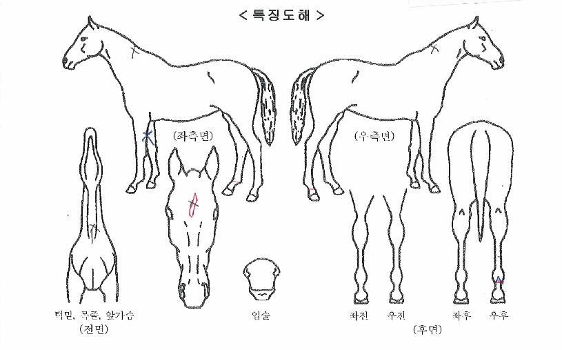 ½ºÅ¸Ã¼ÀÎÀúÀÇ Ãø¸é,¿ì¸é,µÞ¸é,µÎ»ó,´Ù¸®ÀÇ Æ¯Â¡µµÇØ