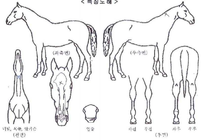 �뼺����ũ�� ����,���,�޸�,�λ�,�ٸ��� Ư¡����