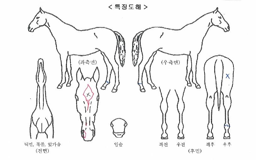 Â÷µ¹´ÙÀ̾ÆÀÇ Ãø¸é,¿ì¸é,µÞ¸é,µÎ»ó,´Ù¸®ÀÇ Æ¯Â¡µµÇØ