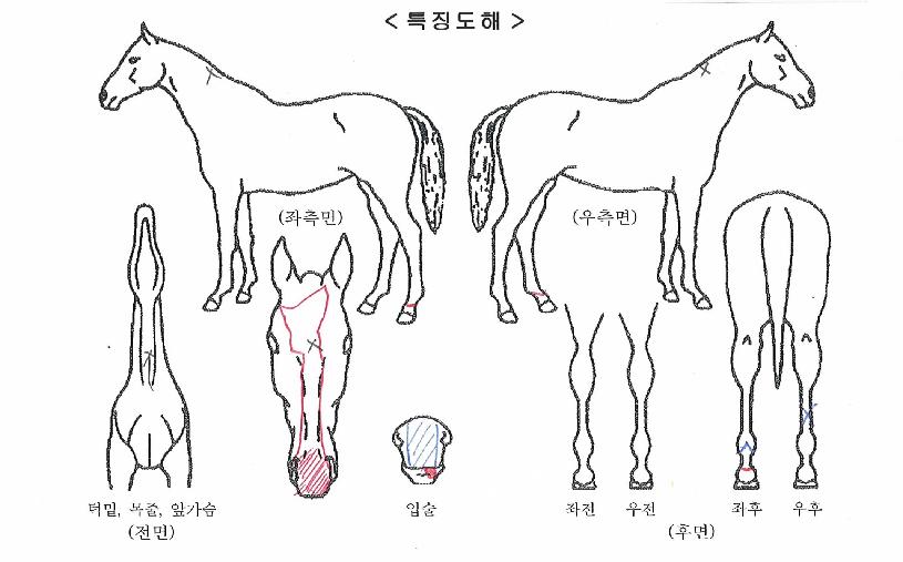 ����ƮĹ�� ����,���,�޸�,�λ�,�ٸ��� Ư¡����