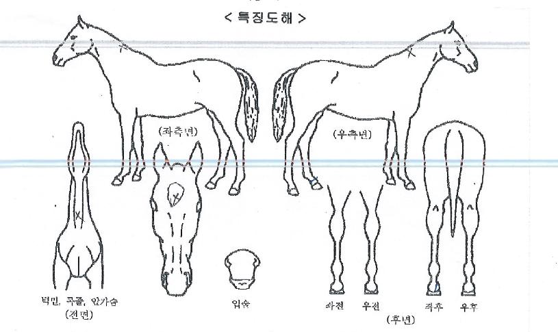 ��ӳ׽�ũ�� ����,���,�޸�,�λ�,�ٸ��� Ư¡����