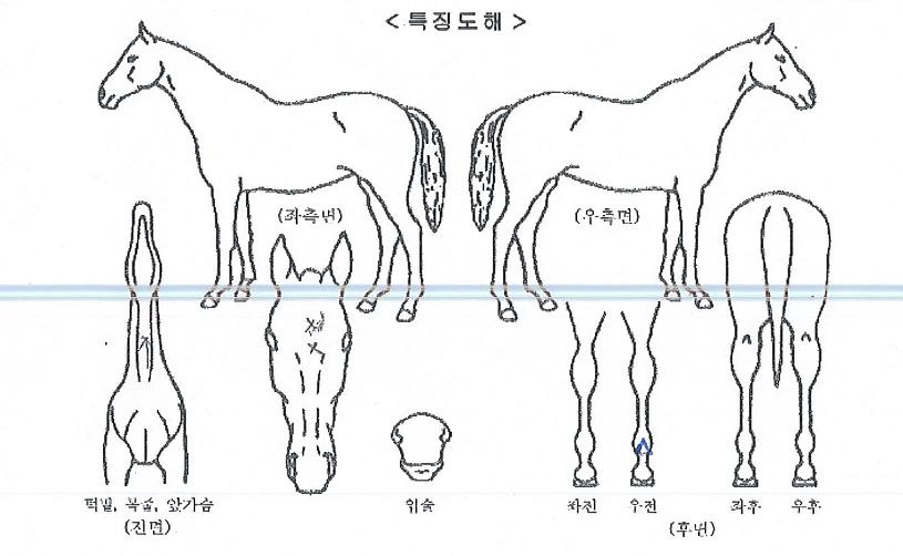 ÆÄ¿ö¹éÀÇ Ãø¸é,¿ì¸é,µÞ¸é,µÎ»ó,´Ù¸®ÀÇ Æ¯Â¡µµÇØ