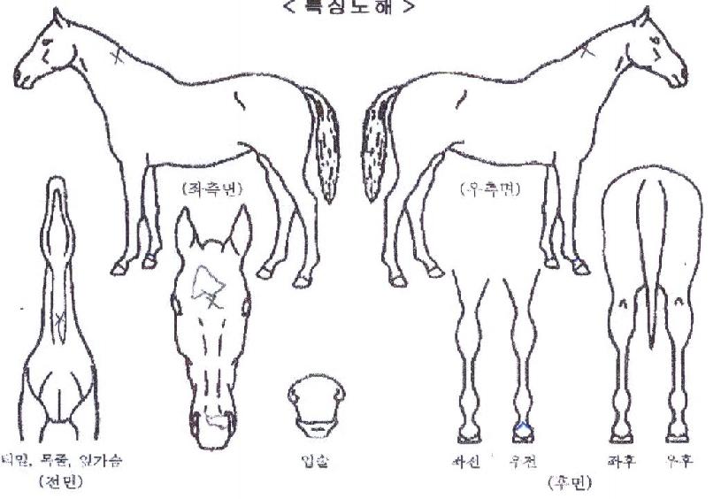 ´«ºÎ½Å±æÀÇ Ãø¸é,¿ì¸é,µÞ¸é,µÎ»ó,´Ù¸®ÀÇ Æ¯Â¡µµÇØ