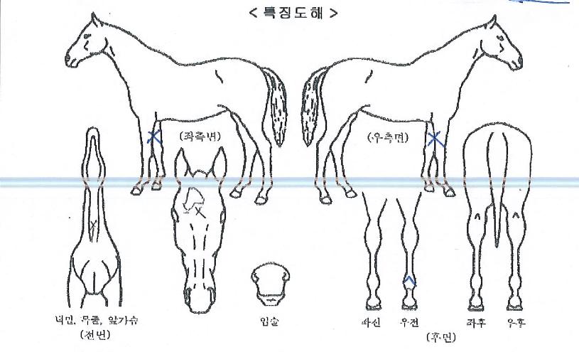 ·¹ÀÌµðÆø½ºÀÇ Ãø¸é,¿ì¸é,µÞ¸é,µÎ»ó,´Ù¸®ÀÇ Æ¯Â¡µµÇØ