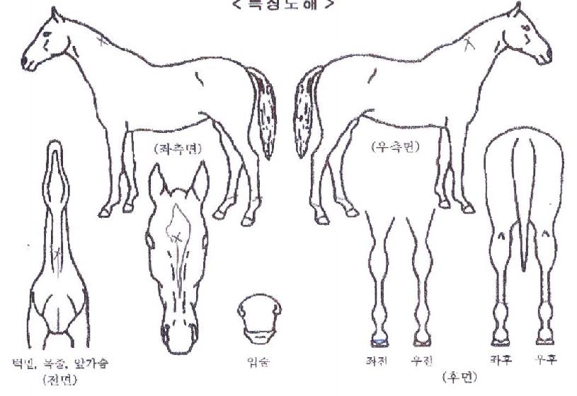 ��Ƽ�꽺Ÿ�� ����,���,�޸�,�λ�,�ٸ��� Ư¡����