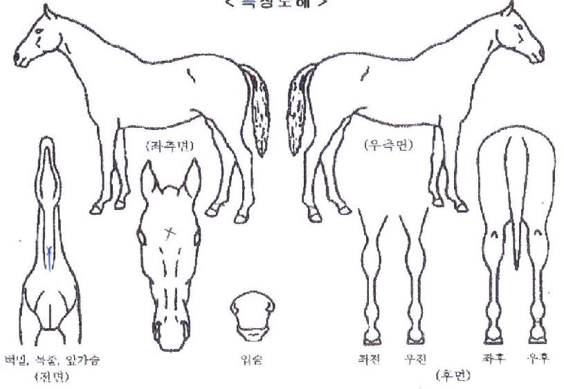 �ֺ����� ����,���,�޸�,�λ�,�ٸ��� Ư¡����