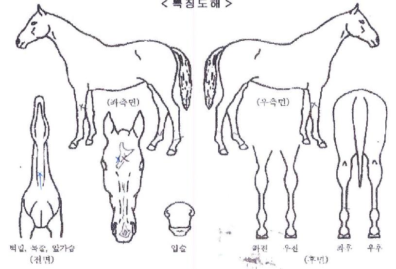 ¶ó¿Â½ºÆ®·ÎÅ©ÀÇ Ãø¸é,¿ì¸é,µÞ¸é,µÎ»ó,´Ù¸®ÀÇ Æ¯Â¡µµÇØ