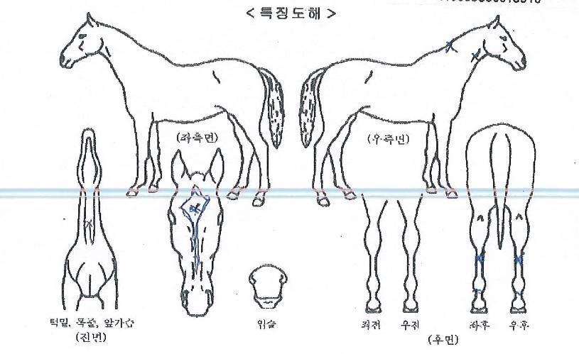 µð¹Ù·Î¶óÀÇ Ãø¸é,¿ì¸é,µÞ¸é,µÎ»ó,´Ù¸®ÀÇ Æ¯Â¡µµÇØ