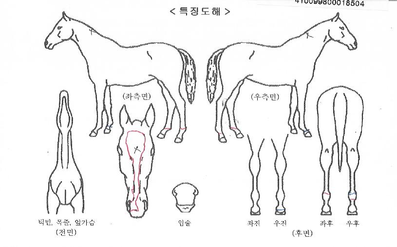 Ä®¸®ÇÁÀÇ Ãø¸é,¿ì¸é,µÞ¸é,µÎ»ó,´Ù¸®ÀÇ Æ¯Â¡µµÇØ