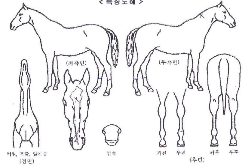 ¼¼±¤ÃÖ°ÀÇ Ãø¸é,¿ì¸é,µÞ¸é,µÎ»ó,´Ù¸®ÀÇ Æ¯Â¡µµÇØ