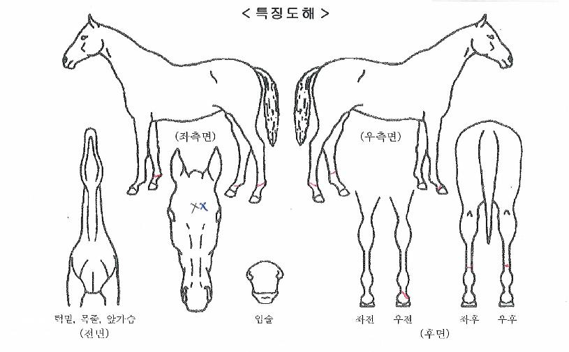 °ñµåº£¸£Å©ÀÇ Ãø¸é,¿ì¸é,µÞ¸é,µÎ»ó,´Ù¸®ÀÇ Æ¯Â¡µµÇØ