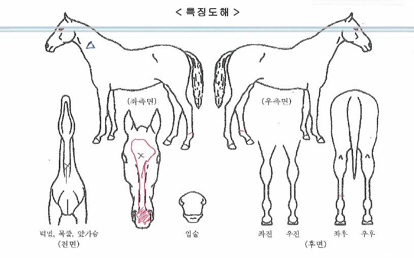 �۷ι��ڵ��� ����,���,�޸�,�λ�,�ٸ��� Ư¡����