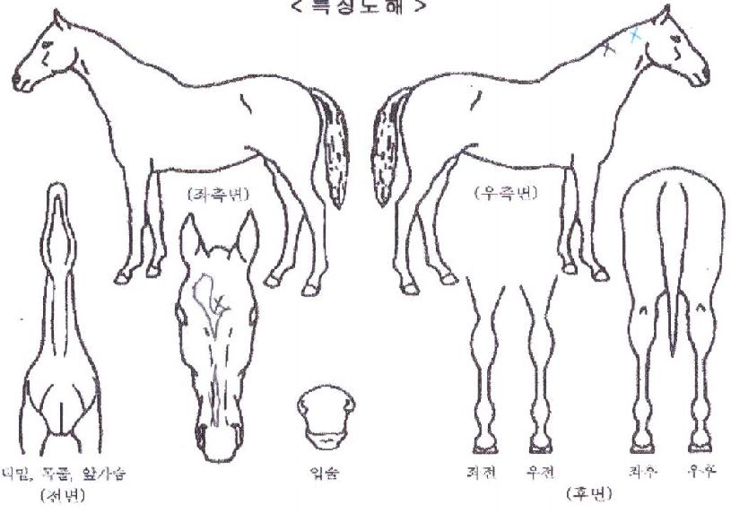 Çѳ²ÄýÀÇ Ãø¸é,¿ì¸é,µÞ¸é,µÎ»ó,´Ù¸®ÀÇ Æ¯Â¡µµÇØ