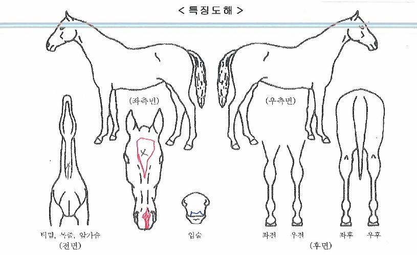 ������ ����,���,�޸�,�λ�,�ٸ��� Ư¡����