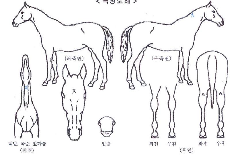 ½ºÅÚ½º¸ðµåÀÇ Ãø¸é,¿ì¸é,µÞ¸é,µÎ»ó,´Ù¸®ÀÇ Æ¯Â¡µµÇØ