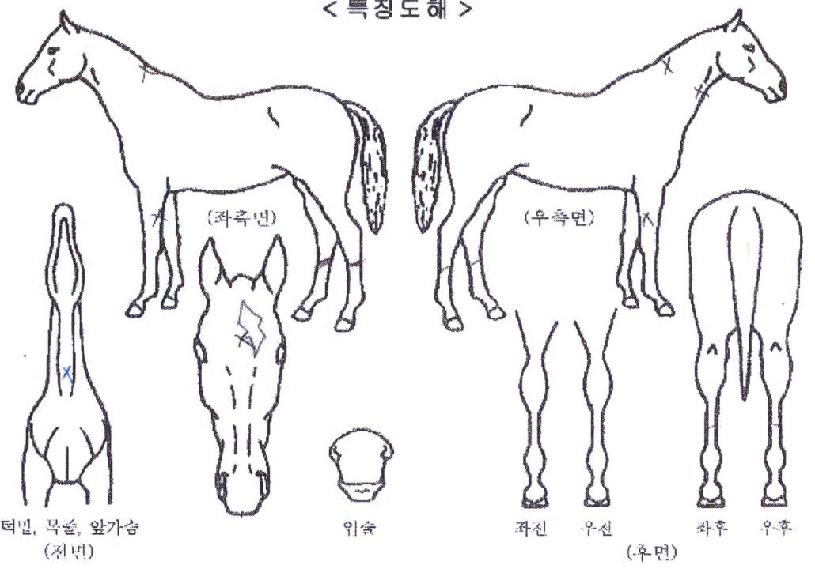 ¾Æ¿öµ¥½ºÆ®´ÏÀÇ Ãø¸é,¿ì¸é,µÞ¸é,µÎ»ó,´Ù¸®ÀÇ Æ¯Â¡µµÇØ