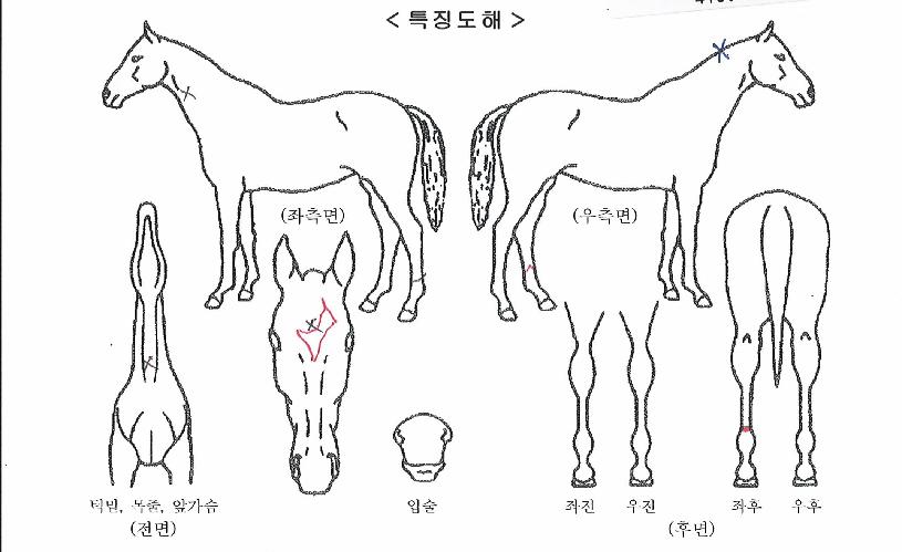 ¼º½ÇÆÄ¿öÀÇ Ãø¸é,¿ì¸é,µÞ¸é,µÎ»ó,´Ù¸®ÀÇ Æ¯Â¡µµÇØ