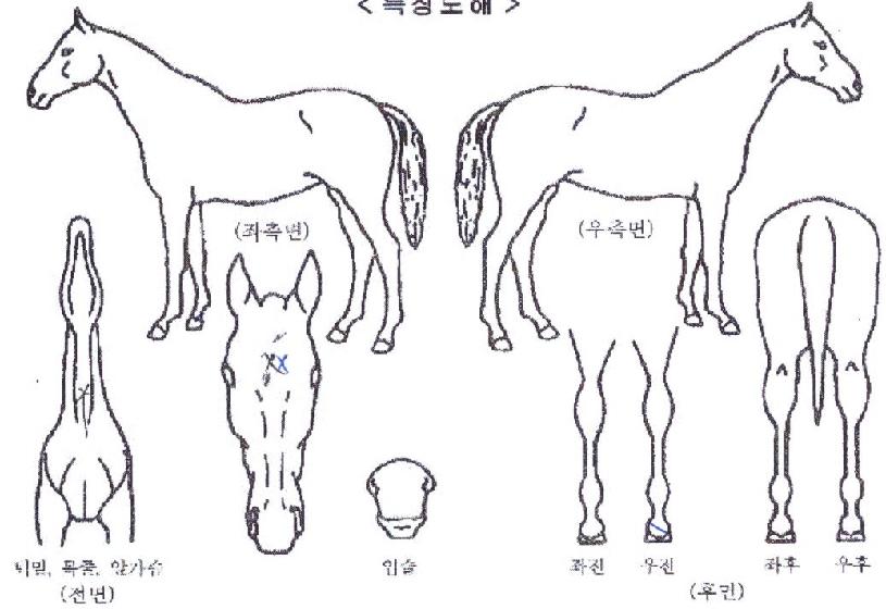 ±×·¹ÀÌÆ®¸ÇÀÇ Ãø¸é,¿ì¸é,µÞ¸é,µÎ»ó,´Ù¸®ÀÇ Æ¯Â¡µµÇØ