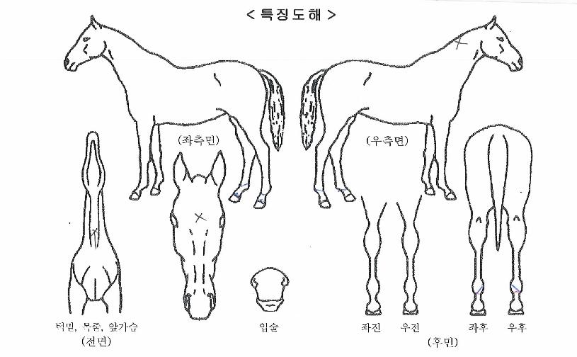 ¾ÖÇÃÄýÀÇ Ãø¸é,¿ì¸é,µÞ¸é,µÎ»ó,´Ù¸®ÀÇ Æ¯Â¡µµÇØ