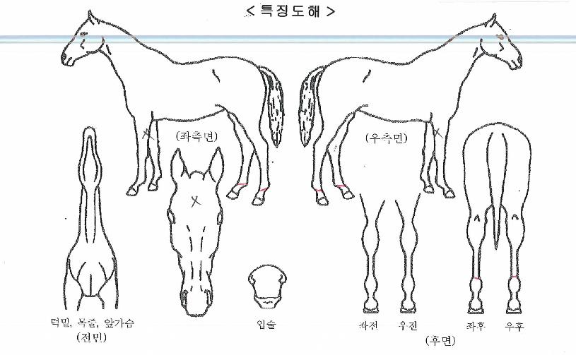 ¼±´õ½ºÇǵåÀÇ Ãø¸é,¿ì¸é,µÞ¸é,µÎ»ó,´Ù¸®ÀÇ Æ¯Â¡µµÇØ