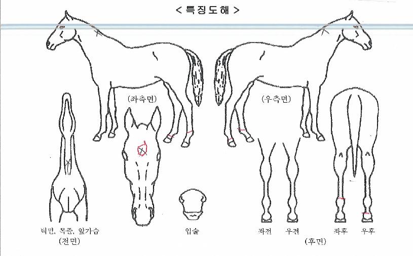 ½º¸¶Æ®¾ËÆÄÀÇ Ãø¸é,¿ì¸é,µÞ¸é,µÎ»ó,´Ù¸®ÀÇ Æ¯Â¡µµÇØ