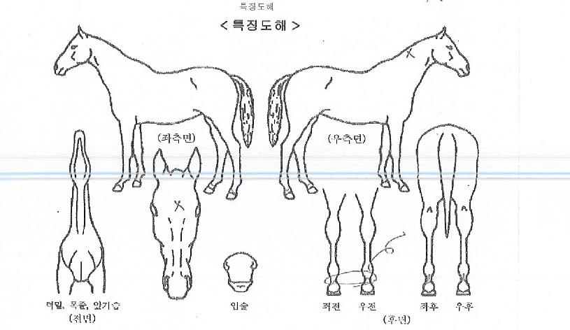 ¸Æ½ºÆÄƼÀÇ Ãø¸é,¿ì¸é,µÞ¸é,µÎ»ó,´Ù¸®ÀÇ Æ¯Â¡µµÇØ