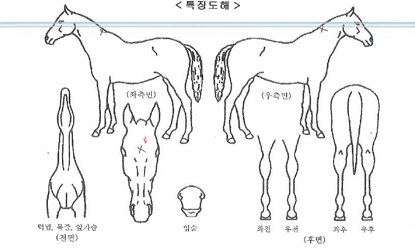 �ƾ��屺�� ����,���,�޸�,�λ�,�ٸ��� Ư¡����